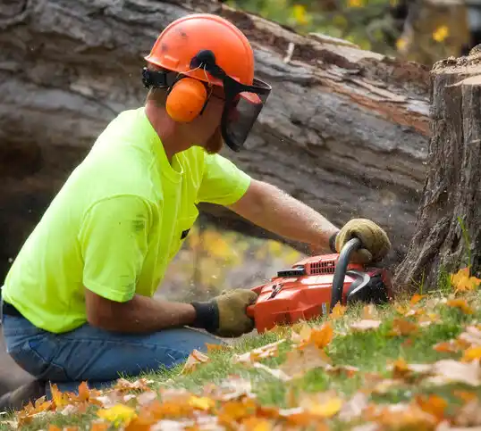 tree services Ashland